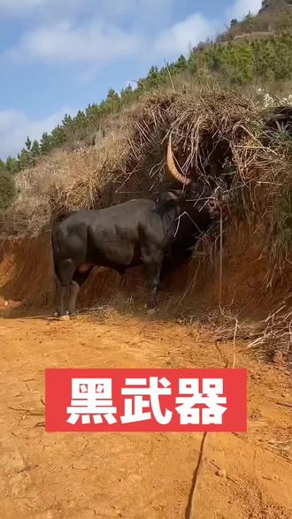 2月18日
小曼巴大战黑武器
谁会带走胜利
#斗牛 #斗牛爱好者 #黑武器 #小曼巴牛王 #热门