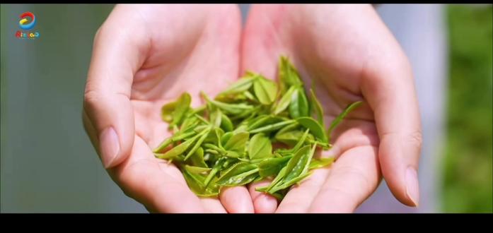 日照绿茶,中国绿茶新贵
#日照绿茶