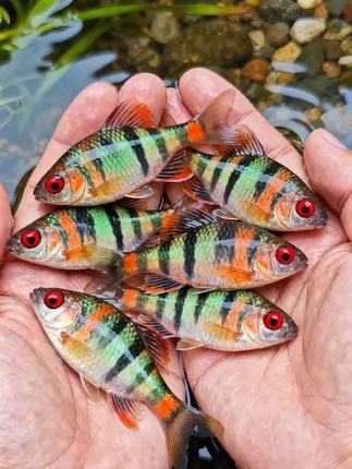 把水墨搬进鱼缸!条纹小鲍身披黑白流纹,游起来像丹青在水中晕染,优雅又出片。冷水好养活,温和易混养,群游整齐超养眼,新手闭眼入,给鱼缸添东方诗意! #养鱼#养鱼日记#观赏鱼#条纹小鲍#冷水鱼