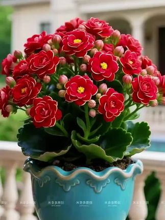 凝露缀芳:金狐狸长寿花的时光絮语 晓雾未散时,裹着庭草潮气的风漫过木栅栏,轻叩窗沿。藤编篮里的金狐狸长寿花,正缓缓解开沉睡的姿态。 粗壮茎秆挺立如柱,托着十数枚饱满花苞。那花苞似晨光吻过的玉髓,从柔粉渐染成紫调,瓣边细巧金边映着晓光,将这份灵动与绮丽,悄悄藏进晨间时光里。#金狐狸长寿花 #爱生活爱养花 #花卉绿植 #好看的花一定要分享给你 #我的花花草草🌸🌸