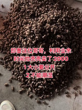 你还有知了壳吗#知了壳