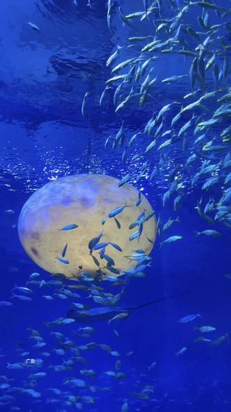 还没想好元旦跨年去哪里的朋友们!
来湘江欢乐海洋就对了#湘江欢乐海洋、#湘江欢乐海洋玩圣节、#湘江欢乐海洋山海奇幻夜 #亲子游玩好去处