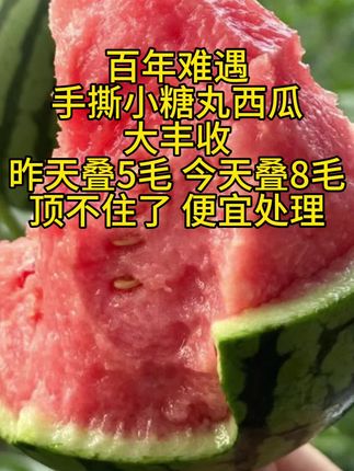 比普通西瓜皮还要薄还要脆还要甜的小糖丸西瓜大量上市了!好吃不贵,天气热吃上一个贼过瘾!#优质农产品 #西瓜 #好吃不贵 #小糖丸西瓜 #夏天就是要吃西瓜呀