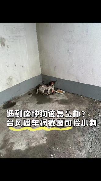 前两天宁波台风暴雨,我在车站遇到了这只浑身湿透一看就是遭遇车祸,奄奄一息的可怜小狗,实在没忍心丢下不管,心一横还是带去医院治疗了。
检查下来小狗的情况:头部、腿部外伤出血、骨盆骨裂,脊椎尾端椎体发生错位,无深痛反应,会大小便失禁。昨天刚做了复杂的椎体复位手术,在这里要感谢@宁波老兽医宋杭洲 医生!手术很顺利,接下来就是观察等待期
以前我在武汉做过猫猫救助,目前家里也有四只猫(都有基础病),在外地上班无车无房单身已和父母断亲,工作几年为了猫几乎花光了本就不多的积蓄。但是遇到这样可怜的小狗也实在不忍心不管,目前还为后续费用众筹努力,由于平时没有玩dy,今天这是我尝试剪的第一个视频,恳请大家帮忙多多点赞转发扩散,也可以私我进小狗的救助群。感谢所有愿意帮助小狗毛毛的好心人😭😭
#流浪狗救助 #宁波 #流浪狗后续 #救助流浪狗#台风