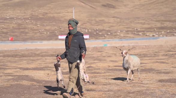 我有个藏族朋友叫:罗日达娃,他们祖祖辈辈生活在若尔盖大草原,以放牧为生,我在他家住了一个星期,记录下藏族游牧民族的日常生活#若尔盖大草原 #藏族 #民族特色民族文化
