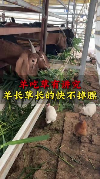 羊吃草有讲究#养殖小知识 #适合全国各地饲养 #农村养殖趣事分享