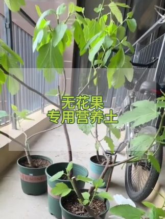 家里种了无花果的朋友们注意了!想要你的无花果长得又高又壮,果实还多,营养土很重要#无花果专用土 #无花果营养土 #营养土 #营养土厂家 #营养土推荐