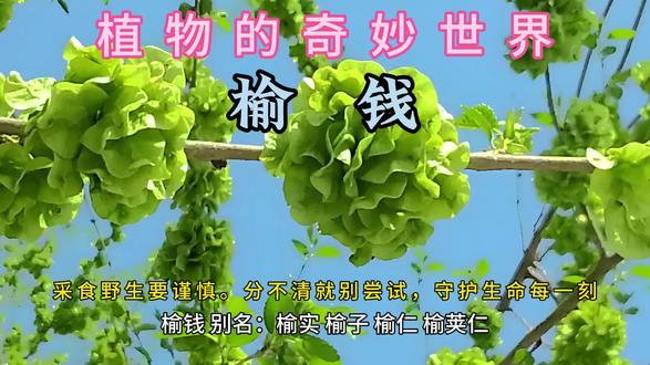 内容仅供参考,食用野生植物风险自担,若有不适,请线下就医
1 过敏人群禁食:
对榆钱过敏的人食用后可能会出现过敏反应,如皮肤瘙痒、红肿、皮疹,甚至可能出现呼吸困难、过敏性休克等严重症状。
2 脾胃虚寒者少食:
榆钱性微寒,脾胃虚寒者过量食用可能会加重脾胃虚寒的症状,导致腹痛、腹泻、消化不良等问题。
3 不可过量食用:
榆钱含有较多的膳食纤维,过量食用可能会加重肠胃负担,引起腹胀、腹痛等不适。而且榆钱吃多了可能会影响其他食物的摄入,导致营养不均衡。
4 孕妇慎食:
榆钱有一定的活血作用,孕妇食用过多可能会对胎儿造成影响,增加流产的风险。
5 低血压患者少食:
榆钱有一定的降血压作用,低血压患者食用过多可能会使血压进一步降低,导致头晕、乏力等不适症状加重。
6 与某些药物间隔食用:
榆钱中的成分可能会与某些药物发生相互作用,影响药物的吸收、代谢或疗效。如正在服用降压药、降糖药等,食用榆钱前最好咨询医生,了解是否需要间隔食用及间隔时间。