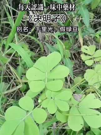 决明子花期在秋季9-11月份,视力模糊的可以拿开水来泡上长期喝。养肝护目#大自然的馈赠 #植物科普 #野生药材 现在很难找到野生的决明子了,你家乡还能看到这个植物吗?#野外户外 #植物知识