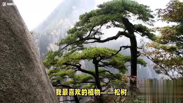四年级作文《我最喜欢的植物一一松树》(471字) #生活 #涨知识 #四年级作文《我最喜欢的植物一一松树》(471字)