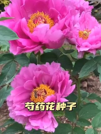 混色芍药花种子牡丹花种子重瓣大花花籽庭院阳台盆栽四季养室外花#芍药花种子 #家庭种植 #花卉绿植