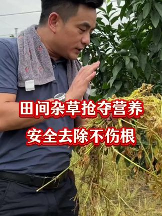 #除草剂 #杂草 #果园管理 #除草剂配方 田间杂虫抢夺营养,安全除草不伤根