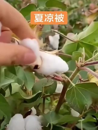 新疆发货的正宗棉花被,拿来做夏被太好了,很柔软又安全,价格还划算#被子#夏凉被#夏被#空调被
