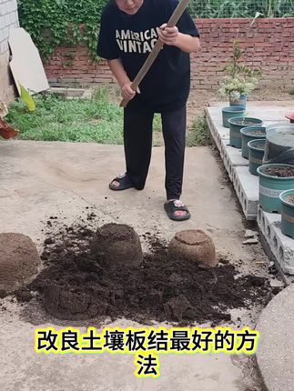 改良土壤板结就往里面加入#发酵稻壳  稻谷壳调配出来的土疏松透气,种菜养花真的太好用了!#种植小技巧 #土壤改良 #土壤板结的改良方法 #家庭种植