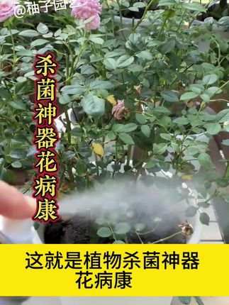 想要#月季 养的好,一定要做好#病虫害防治 那就给它喷这个#花病康 养花没烦恼#养护小知识 #花卉绿植