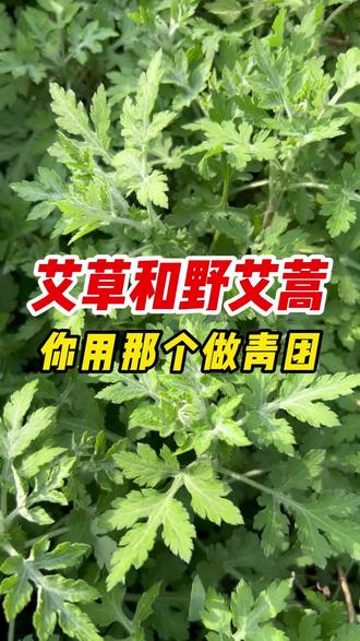 如何分辨野艾蒿,哪种艾草(蒿)可以做青团#野艾蒿#艾草#艾草青团#科普日常冷知识