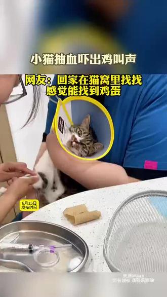 小猫抽血吓出鸡叫声#猫咪的迷惑行为 #萌宠出道计划