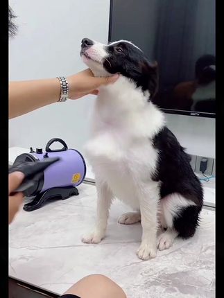 北极宠狗狗吹水机,吸吹一体,大功率快速烘干宠物毛发! #狗狗吹水机 #大功率吹风机 #狗狗烘干神器 #吸吹一体 #北极宠吹水机