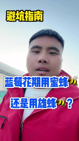蓝莓花期使用蜜蜂?还是雄蜂效果好?#蓝莓 #蓝莓种植 #buc上热门 @蓝莓李乐