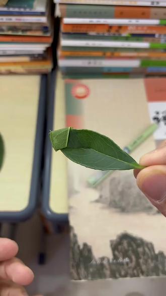 教你一片叶子,做成迷你小船,超简单!@DOU+小助手 #创意手工 #小船手工 #树叶手工 #手作 #我要上热门🔥