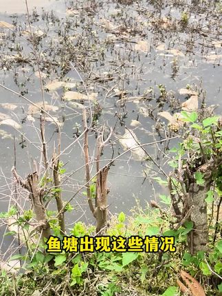 水库钓鱼水质差?这款威立妙消毒片帮你搞定! 鱼塘消毒就用威立妙的二氧化氯,高效安全#水产养殖 #鱼虾蟹养殖 #二氧化氯 #养殖技术 #螃蟹养殖
