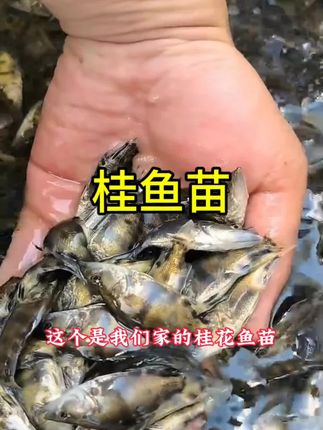 #养殖基地#优质鱼苗 #生态养殖 #鱼塘养殖 #农村致富好项目 桂鱼苗