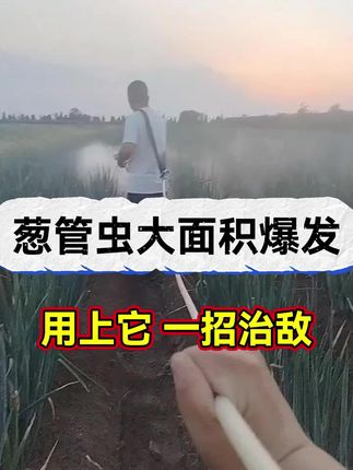 #大葱种植 #病虫害防治 #杀虫剂 #农业种植 #服务三农支持三农