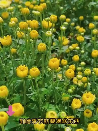 菊花茶正品胎菊白菊杭贡菊泡水喝泡茶清香饱满花茶旗舰店正品罐装#菊花茶 #胎菊 #白菊 #花茶 #菊花茶正品胎菊