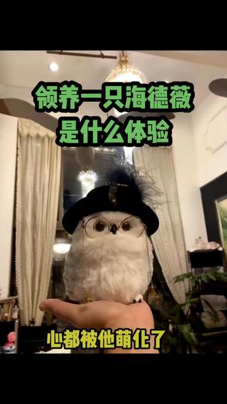 领养一只哈利波特里的海德薇是什么体验