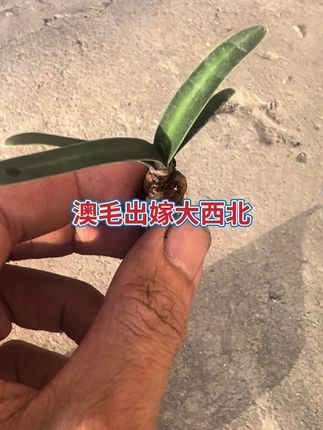澳毛走进美丽大西北 #君子兰 #澳毛 #小金花艺君子兰 #异花君子兰