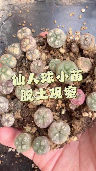 脱土移苗正当时
#仙人球 #养花人
#多肉植物