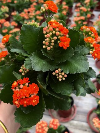 #橘子汽水#长寿花属于渐变色系,初开橙红色逐渐为淡黄、水粉、桃粉,开花成球#养花人 #花卉基地