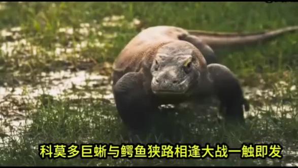 #动物世界的战斗 蜥鳄大战 精彩继续……