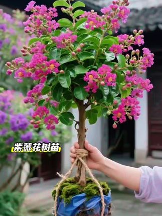 紫薇花树苗#爱生活爱养花 #家庭养花 #阳台养花 #花卉绿植养花 #家庭养花达人