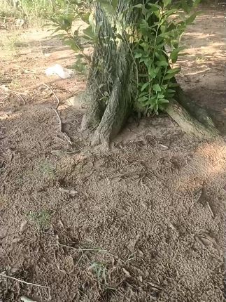 #果农的生活 板栗苗基地