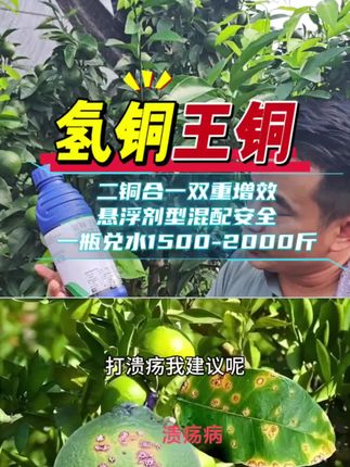 #柑橘溃疡#果园管理#柑橘种植