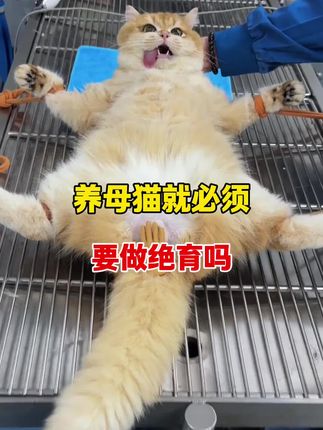 母猫终于可以不用绝育了。 #科学养宠攻略 #科学养猫 #猫咪经验分享 #猫咪发情 #新手养猫