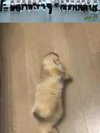 #卡拉永远ok #毛孩子