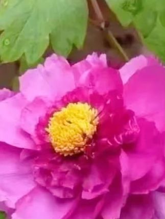 #狗粮#土狗通用狗粮#营养狗粮#通用狗粮#狗狗粮食