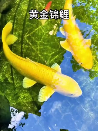 【金光乍现,好运自来——这条黄金锦鲤承包你一整年的顺遂】 当阳光穿透水面,它游动的瞬间,整个鱼缸都成了碎金的海洋。 这尾黄金锦鲤,不是普通的观赏鱼。通身覆盖着绸缎般的鳞片,从头顶到尾鳍,每一寸都流淌着"招财金"的光泽——那是匠人级渔场365天精心培育的成果,血统纯正到连游动的姿态都带着贵气。 有人说养它能聚财,有人信它能挡煞,但更多人爱它游动时的那份从容。清晨喂粮时,它摇着尾鳍朝你而来,像在衔来新一天的好运;加班晚归,看它在水中划出金色弧线,一天的疲惫都被温柔化解。 别等好运敲门,主动把"锦鲤"请回家。现在下单送专属造景水草,让这份金色福气,从鱼缸蔓延到生活的每个角落。 毕竟,谁能拒绝一尾会带来好兆头的黄金锦鲤呢?#黄金锦鲤 #招财锦鲤 #好运锦鲤来了 #观赏鱼推荐 #水族好物