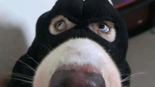 怎么进啊 大佬救救我