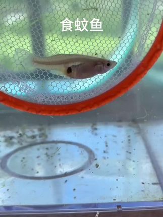 食蚊鱼#观赏鱼#养鱼日记