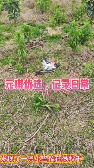 今天终于有时间把这个拯救小鸟的视频整理一下,记录下来给娃娃看 #拯救 #小鸟 #元琪优选 #贪吃 #陷阱
