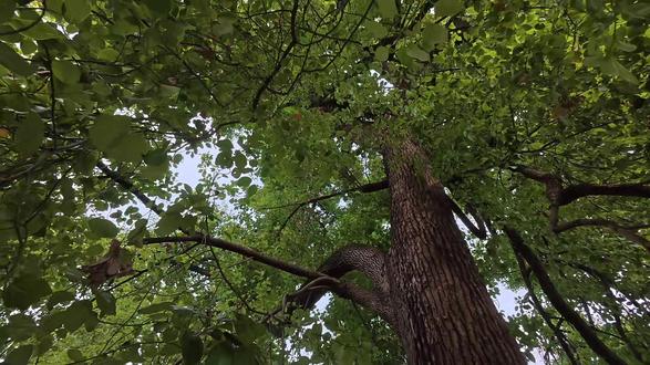 2026.2.17 星期二 阴
回村最治愈的瞬间:妈妈四十几年前为我种下的香樟树,如今已是参天绿荫,时光慢走,愿妈妈种的树,庇佑我一生
#回村的生活 #回不去的童年 #回村后的我 #过年 #川渝女生