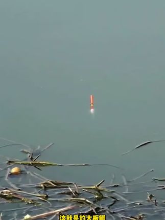 这就是钓大板鲫比七星漂中鱼率更高 使用更方便的钓组#野钓#免调漂 @DOU+上热门 🔥
