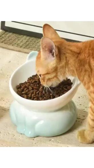 陶瓷猫狗碗 可爱陶瓷猫碗斜口保护颈椎猫猫吃饭喝水碗防黑下巴狗碗宠物用品#宠物用品 #陶瓷猫碗 #狗狗碗 #防黑下巴碗 #可爱宠物碗