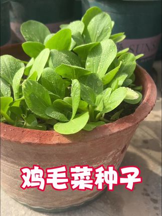 鸡毛菜脆嫩好吃,无筋无丝,月初种月未吃,一年能种十几茬 #鸡毛菜种子 #在家种菜 #阳台小院均可种植 #我的小菜园纯天然绿色蔬菜