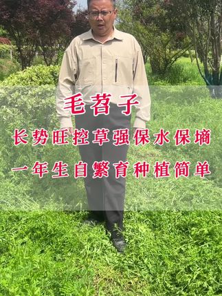 果园种毛苕子都有哪些好处?毛苕子都可以起到哪些作用?#果园生草#毛苕子#果园管理#绿肥种子