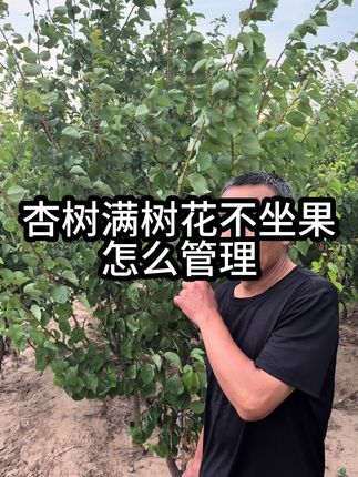 杏树满树花不坐果 杏树满树花不坐果,怎么管理?#杏树苗 #果树管理 #三农 #优质农产品 #郭老师植物
