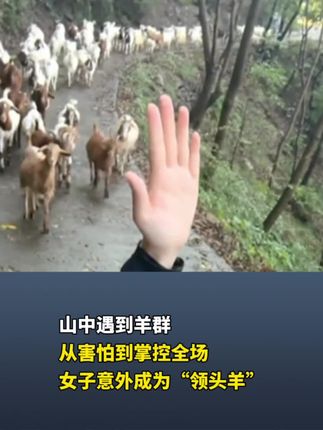 山中遇到羊群,从害怕到掌控全场,女子意外成为“领头羊”! 来源:@悦纳